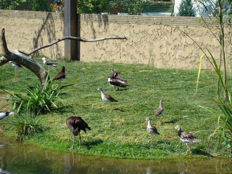 Les ailes de la nature