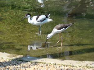 Les ailes de la nature