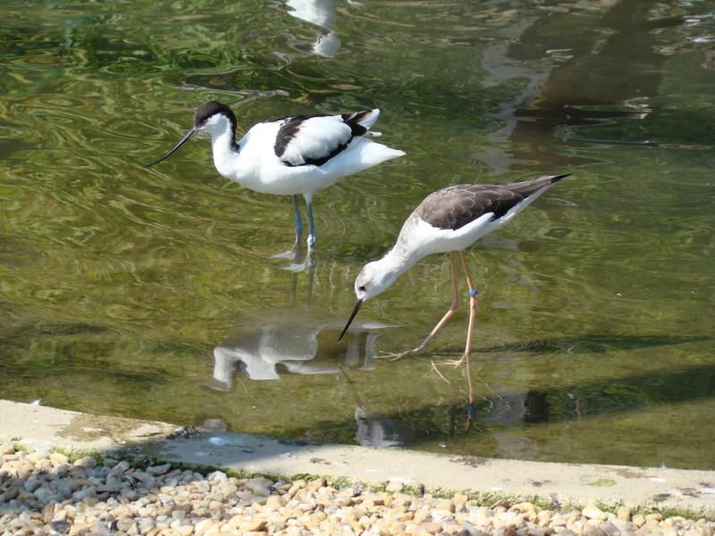 Les ailes de la nature
