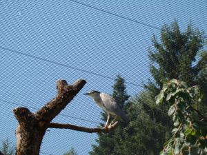 Bihoreau gris