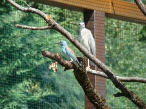 Les ailes de la nature