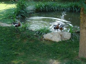Canards