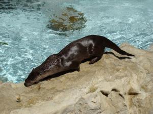 Loutre d'Europe