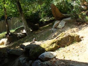 Marmotte