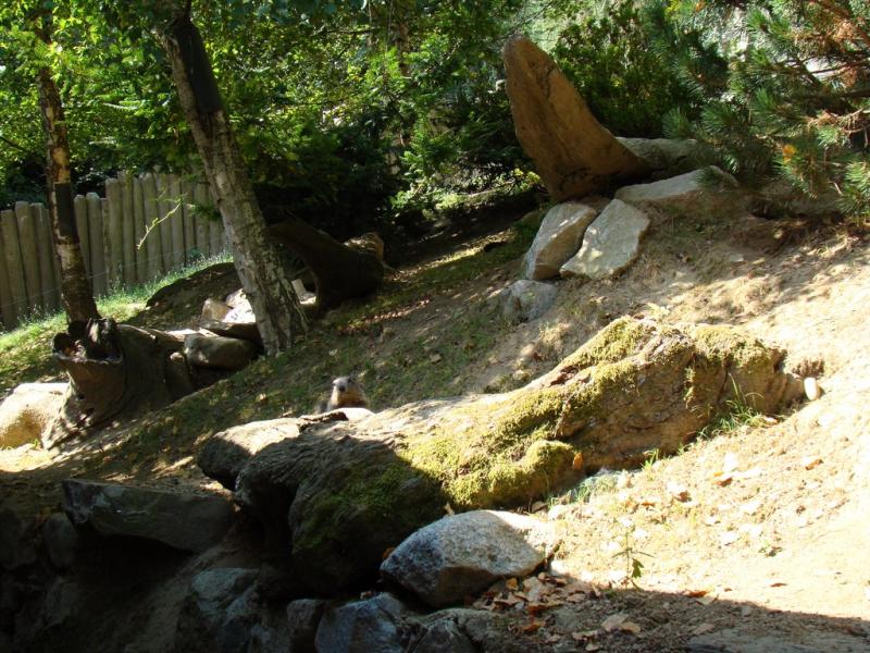 Marmotte
