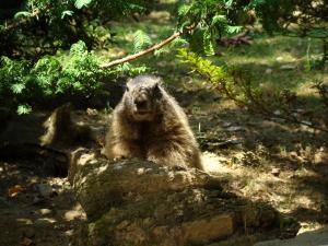 Marmotte
