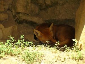 Renard