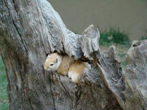 Hamster doré