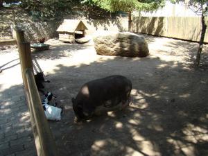Mini-ferme Cochon