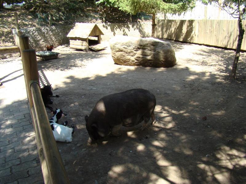 Mini-ferme Cochon