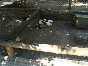 Mini-ferme