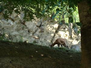 Isard