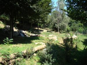 Loup