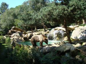 Ours brun