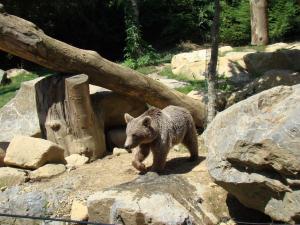 Ours brun