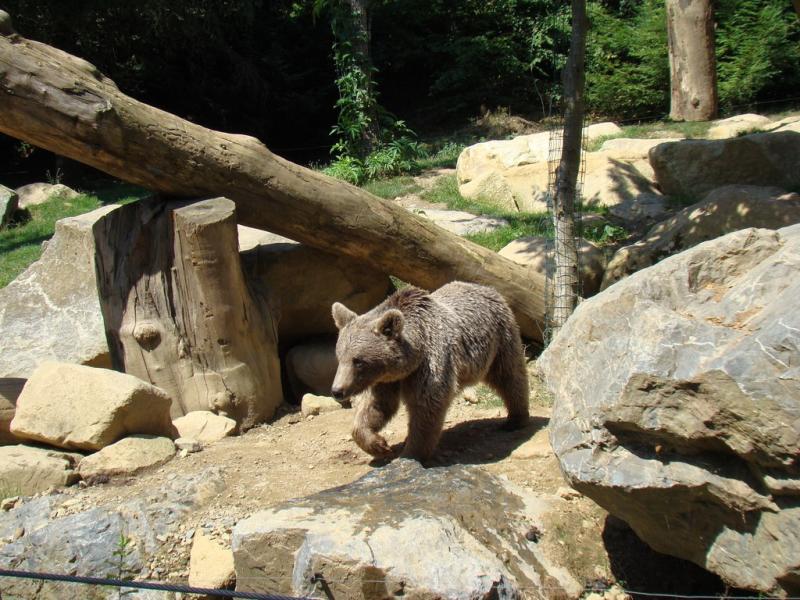 Ours brun