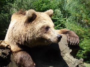Ours brun