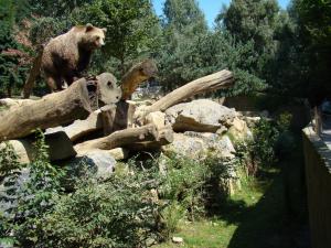 Ours brun
