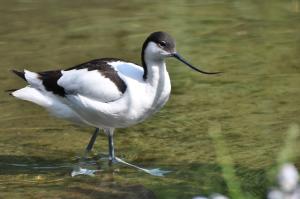 Avocette elegante