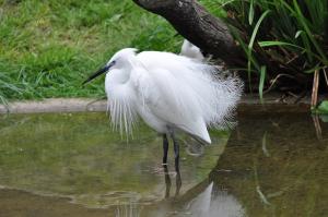 Aigrette garzette