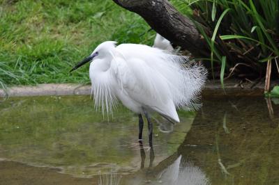 Aigrette garzette - 2012