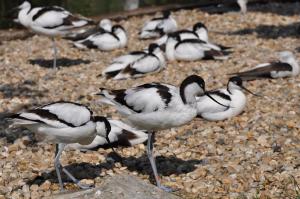 Avocette elegante