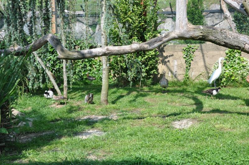 Les ailes de la nature