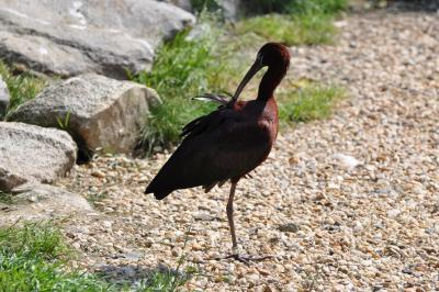 Ibis falcinelle - 2012