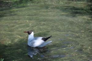 Mouette rieuse