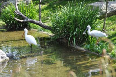 Spatule blanche - 2012