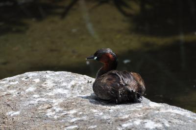 Grébe castagneux - 2012