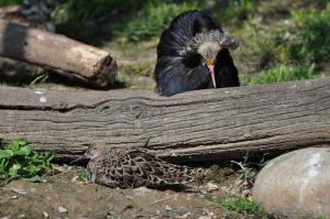 Ibis chauve