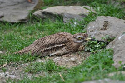 OEdicnème criard - 2012