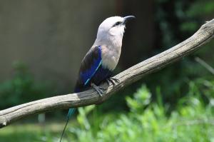 Rollier à ventre bleu