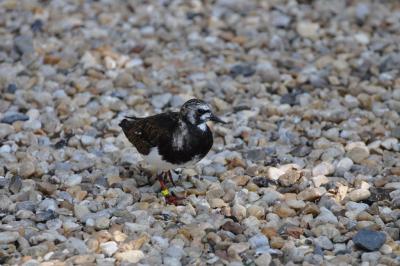 Tournepierre à collier - 2012