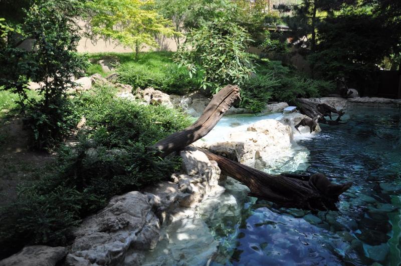 Loutre d'Europe