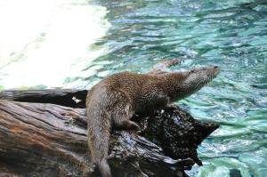 Loutre d'Europe
