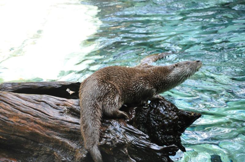 Loutre d'Europe
