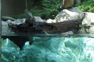 Loutre d'Europe