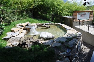 Loutre d'Europe - 2012