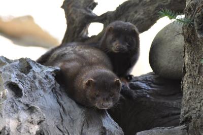 Vison d'Amérique - 2012