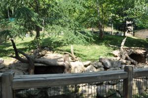 Marmotte