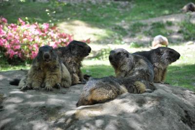 Marmotte - 2012