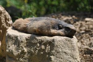 Marmotte