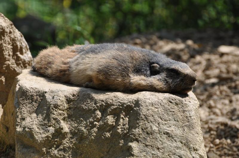 Marmotte