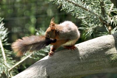Ecureuil - 2012