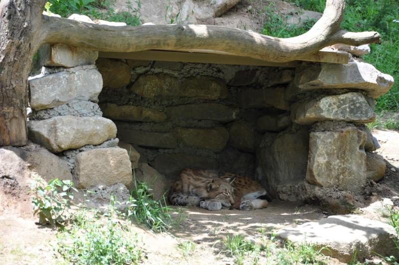 Lynx