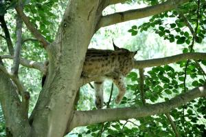 Lynx