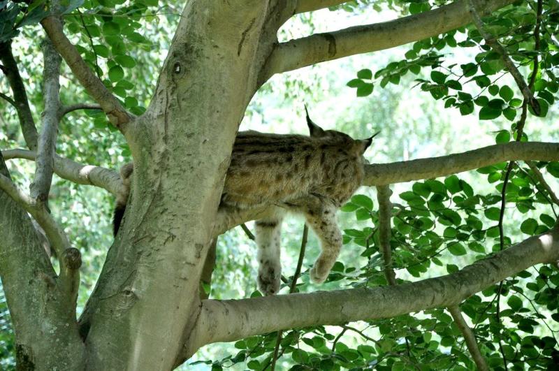 Lynx