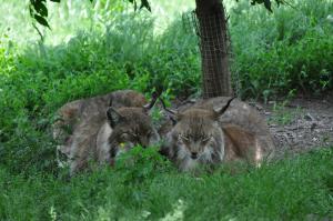 Lynx
